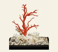 珊瑚